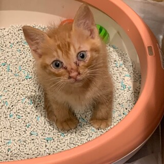 生後〜2.3ヶ月の元気な700gの女の子