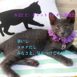 ＊子猫が中心譲渡会＊