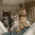 トラトラトラ♪1ヶ月の子猫たち