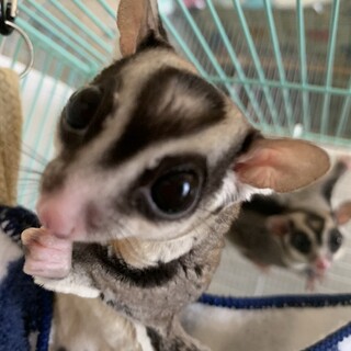 里親様、決定致しました☆ありがとうございました☆