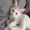 肩に乗ってくる甘えた「チャコちゃん」