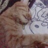 キョー
