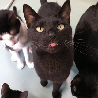 理解されにくいシャイなやつ