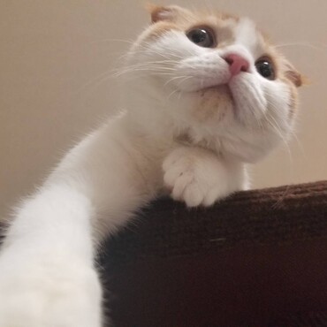 キャットタワーおかか