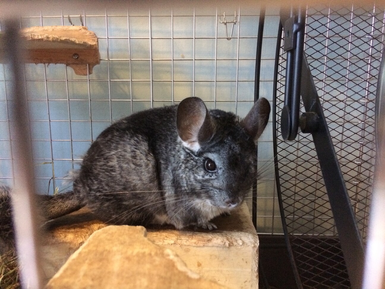 2匹のチンチラの里親募集 神奈川県 小動物の里親募集 ペットのおうち 月間利用者150万人