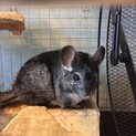 2匹のチンチラの里親募集です（オスメス）