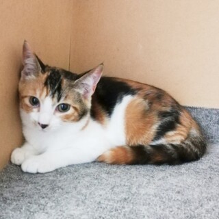 おしとやか三毛のララちゃん★サバ白兄もいるよ！