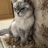 こぎんた