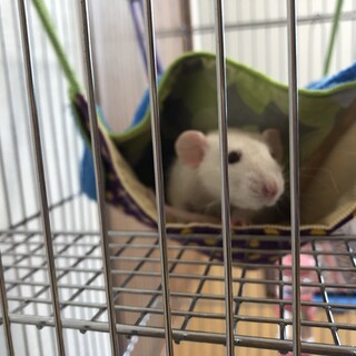 ダンボラット♀レッキス