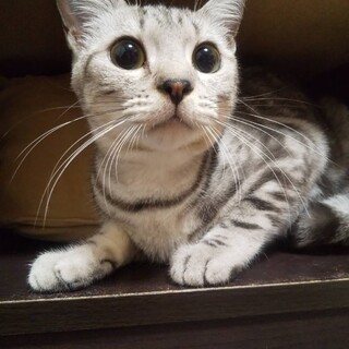 アメリカンショートヘア風♡大人しい女の子