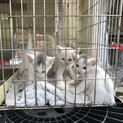 3匹の保護猫の残り1匹の里親募集中
