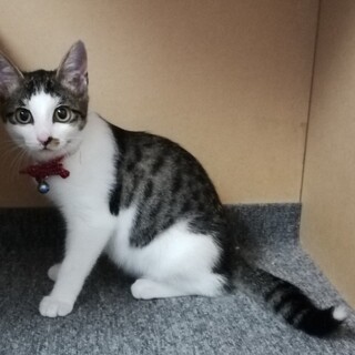 サバ白イケメン甘えん坊のナイト君★三毛妹もいるよ！