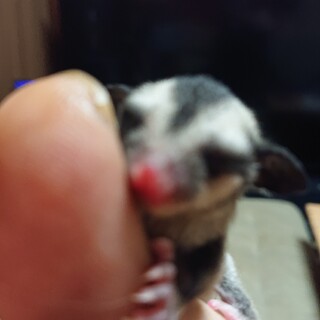 モモンガ里親募集