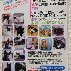 保護猫の譲渡会in名張