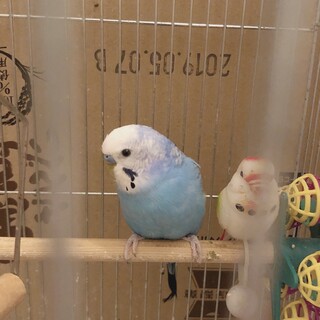 里親決まりました！セキセインコ2匹(オスメス)