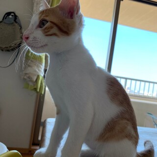 茶白男子のチビくん♡3ヶ月