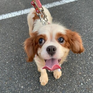 大きなおめめでじっと見つめます♡トレイシーちゃん