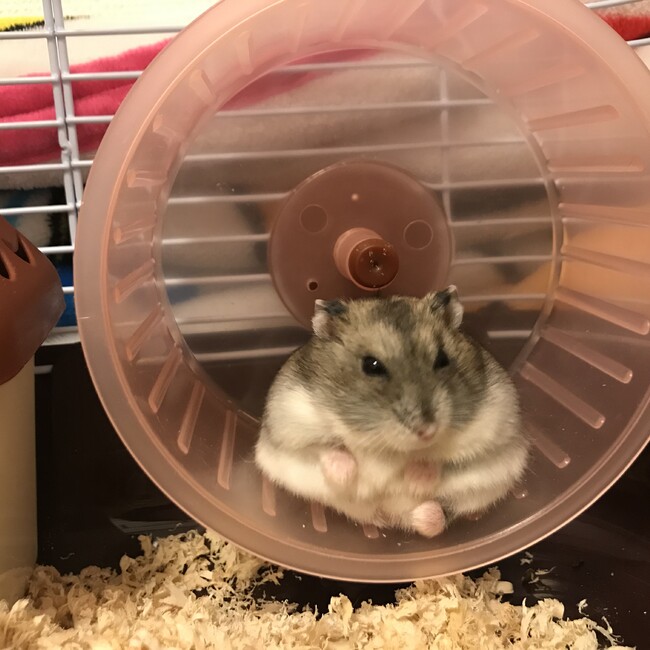 しばななのカバー写真