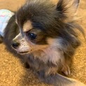 奇跡の生還を果たしたチワワのジャムちゃん