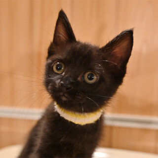 元気な可愛い黒猫ちゃん＾＾