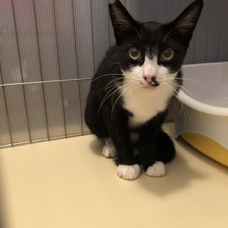 穏やかなイケメンボーイまろくん
