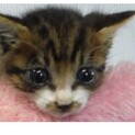 里親様に迎えられました。子猫119