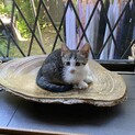 食欲もりもり　つゆ君