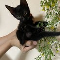 甘えん坊黒猫ジジちゃん