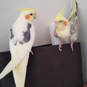 オカメインコ　オスメスペア