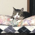 【急募】 2歳オス 去勢済