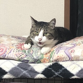 【急募】 2歳オス 去勢済