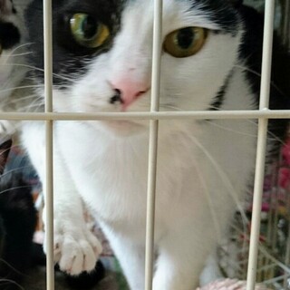 白黒猫のコトちゃん
