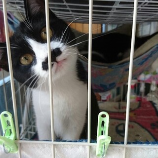 お鼻に素敵模様のミトちゃん