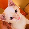 懐っこい男の仔の里親募集中