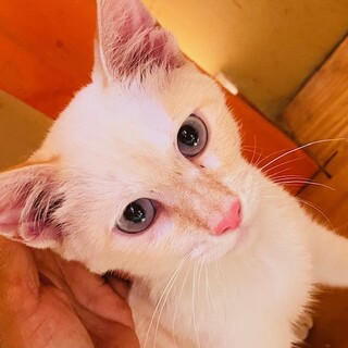 懐っこい男の仔の里親募集中