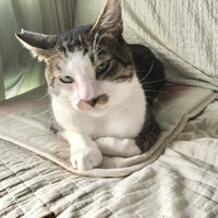 ジェード