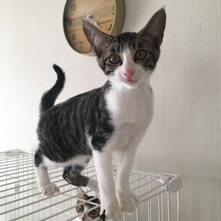 飼い主さんが亡くなった　のえるちゃん♀4ヶ月