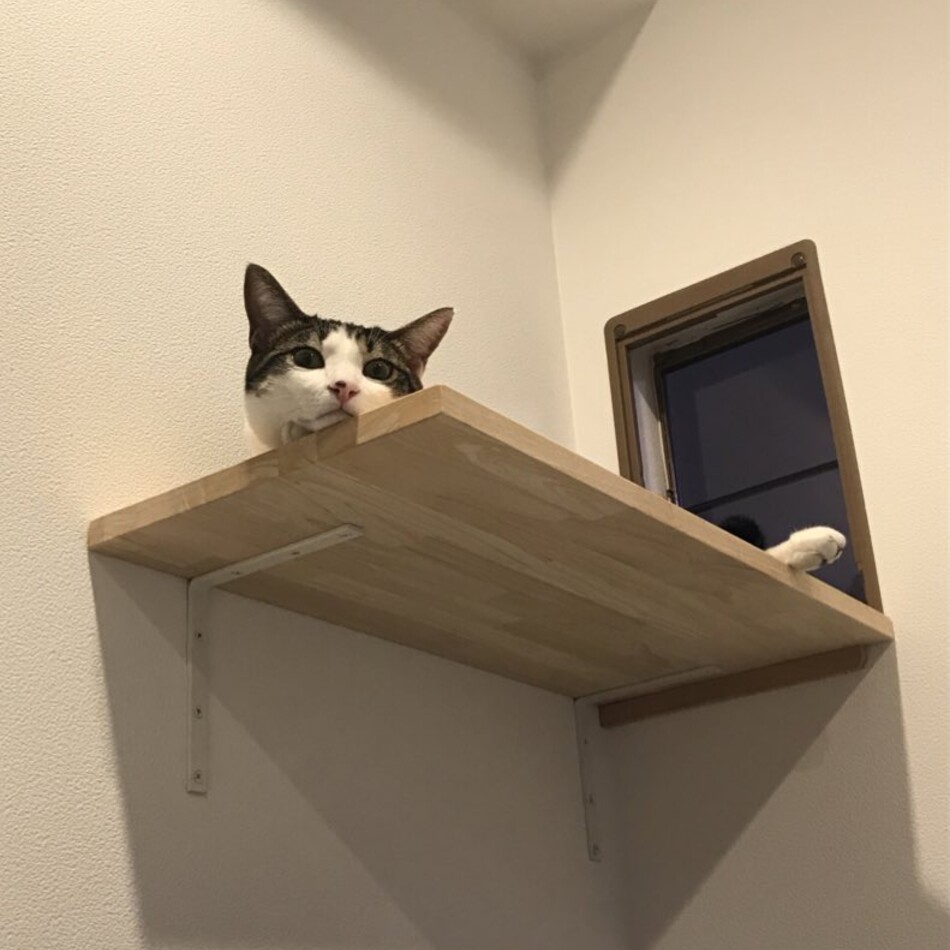 しらすのカバー写真