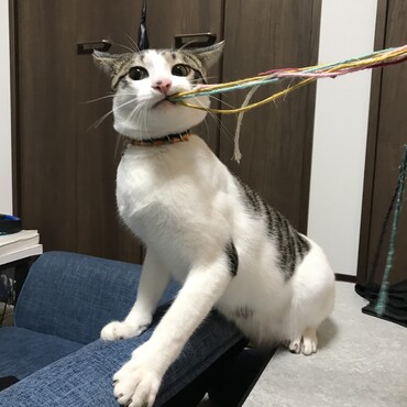 紐のおもちゃが好きです