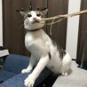 紐のおもちゃが好きです