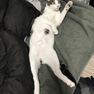 お腹にもブチがあり小顔で手足が長いです