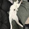 お腹にもブチがあり小顔で手足が長いです