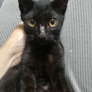 甘えん坊で愛らしい、甘（かん）ちゃんを家族に