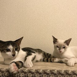 保護している仔猫ちゃん達