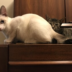 保護している仔猫ちゃん達