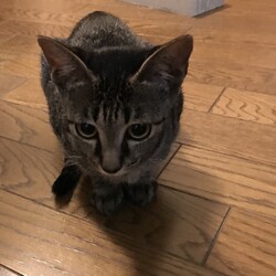 保護している仔猫ちゃん達