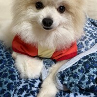 上村千明