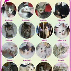 千葉県柏市開催/ふくねこや譲渡会 サムネイル2