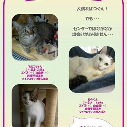 千葉県柏市開催/ふくねこや譲渡会 サムネイル3