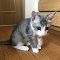 元気すぎる雑種の男の子